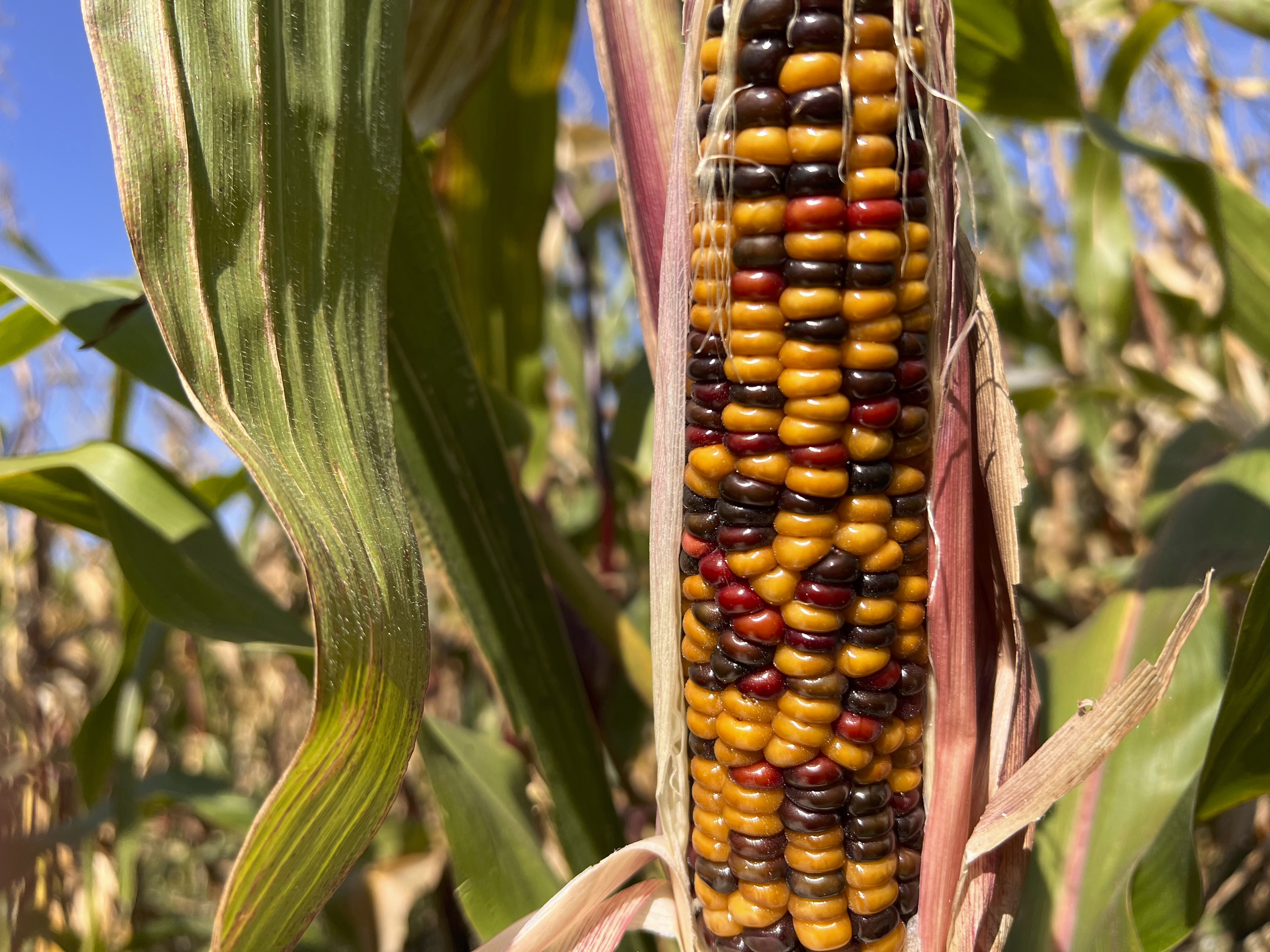 Close-up of an ear of Bear Island Flint corn growing in a field. The kernels are a mix of deep yellow, red, and dark brown. The husk is partially peeled back to reveal the corn, and green corn leaves surround it.