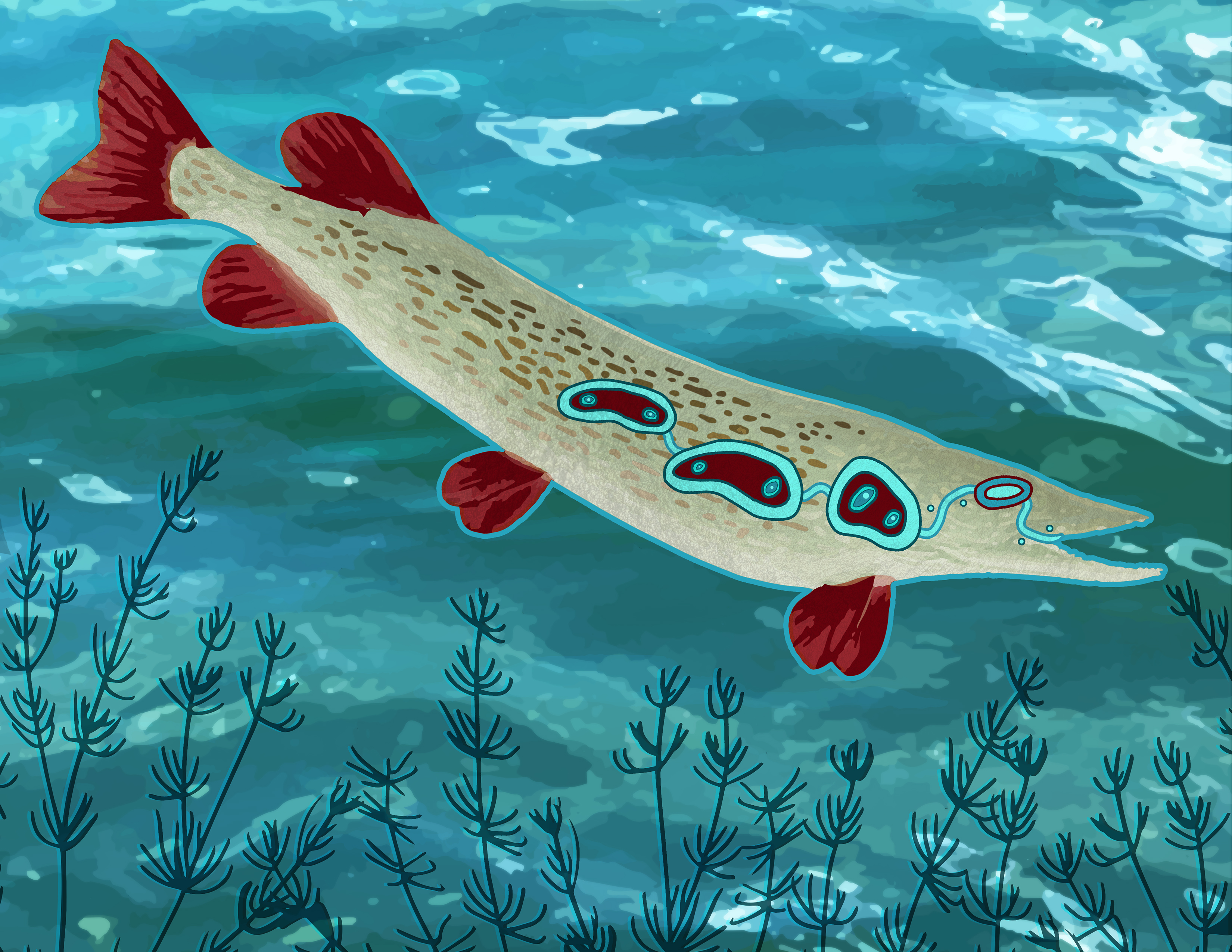 Pike illustration artwork by Dr. Elizabeth LaPensée.