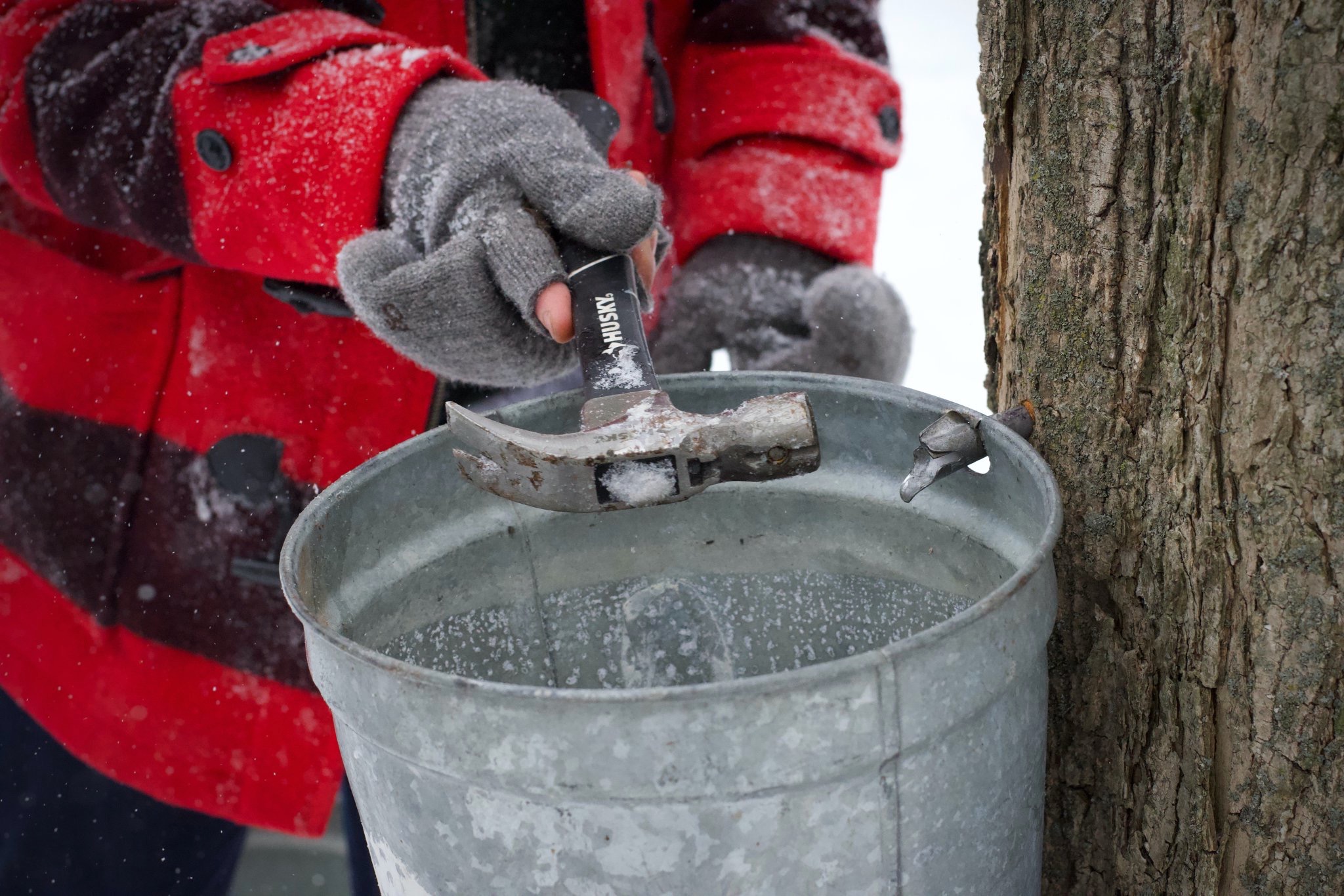 tapping-sap-tree