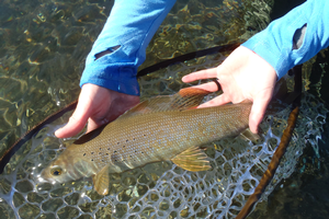 MSU researchers part of team attempting to reintroduce Arctic grayling to Michigan streams