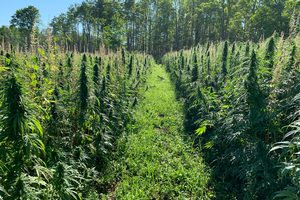 MSU, Tribal Nations, others partnering on hemp variety trials