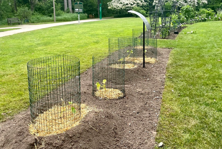 The Four Sisters Garden at MSU’s W.J. Beal Botanical Garden soon after it was planted in spring 2024. (Photo by Claire Ferguson, Beal Scholar)